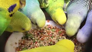 Male BudgieParakeets Eating Veggies And SeedsВолнистых попугаев [upl. by Kendell]