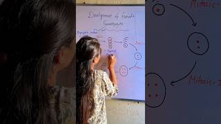 Development of female Gametophyte  Embryo sac embryos shorts biologybitesbylaxmi [upl. by Yhtuv]