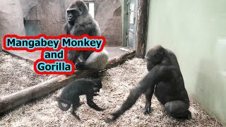 Unexpected Friendship Gorilla Tonda And Mangabeys [upl. by Butte]