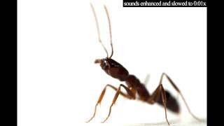 Trapjaw ant sounds [upl. by Tierza94]