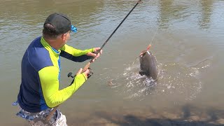 Pecanje na reci Begej  Pecanje soma i šarana  Varaličarenje i dubinsko pecanje  Fishing catfish [upl. by Wanids]