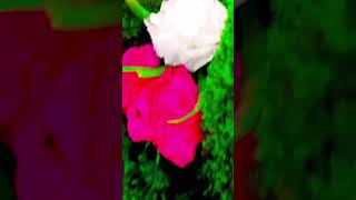 nature lover can understand the importance trending dance sanchitaoffical song sanchi love [upl. by Rizika416]