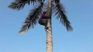 How to Climb a Coconut Tree [upl. by Kennith]