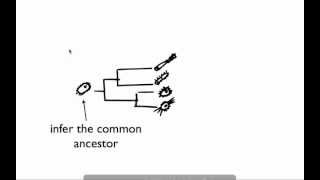 Introduction to phylogenetics in microbiology [upl. by Annayoj]