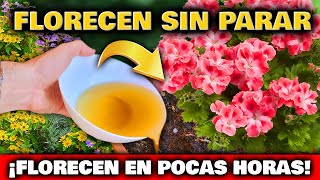 Consigue PLANTAS ESPECTACULARES con Estos TRUCOS CASEROS  Fertilizante y Abono para Plantas Casero [upl. by Enenej]