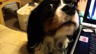 My Cavalier King Charles Spaniel talking to me [upl. by Nole]