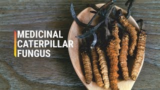 Why Are Cordyceps So Expensive [upl. by Dedrick99]