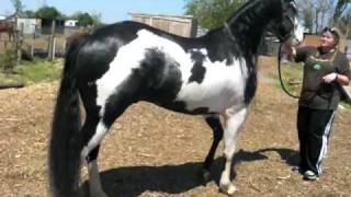 paint stallion caballo paint negro con blanco [upl. by Neurath]