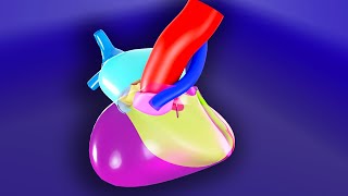 Tetralogy of Fallot  3D Animated Visual Lecture [upl. by Micco436]