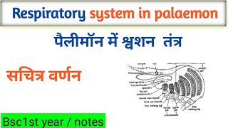 Respiratory system in palaemon  prawn  पैलीमॉन में श्वशन तंत्र  Bsc 1at year zoology [upl. by Anerev]