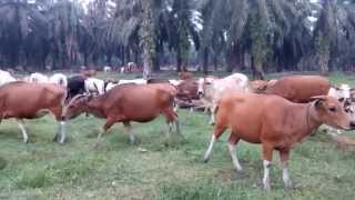 The wild cattle in Indonesia [upl. by Blainey638]