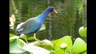 Purple Gallinule Everglades National Park [upl. by Nolyarb]