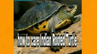 How To Care Indian Roofed Turtle video HindiUrdu [upl. by Braeunig898]