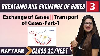 Breathing amp Exchange of Gases 03  Exchange of Gases  Transport of Gases Part1  Class 11NEET [upl. by Clemmie]