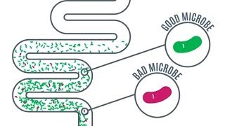 Gut Microbes  Importance in Health and Disease [upl. by Cherilyn]