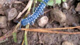 Giant blue millipede of Mexico [upl. by Shandie968]