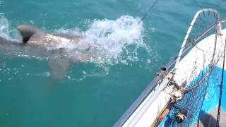 Tiger Shark eats another Shark in shallow water [upl. by Hsevahb]