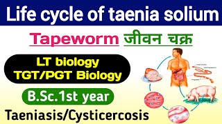 Taenia solium Lifecycle  life cycle of taenia solium  Tapeworm  Taenia solium ka jivan chakra [upl. by Yasnil]