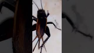 Beautiful Brown Black Cricket [upl. by Merilee371]