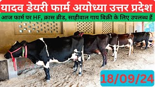 आज फार्म पर HF क्रास ब्रीड जर्सी साहीवाल नस्ल की गाय बिक्री के लिए उपलब्ध हैंYadav dairy farm [upl. by Amin]