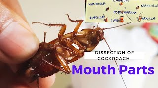 Dissection of Mouth parts of Cockroach  আরশোলার মুখ উপাঙ্গ Academy of Bioscience Zoology [upl. by Amathist884]