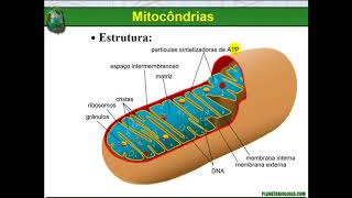 Organelas celulares  Lisossomos peroxissomos mitocôndrias cloroplastos e centríolos [upl. by Larner]