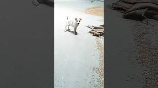 majedar kutta wala video funny video kutta ka Chhota baccha 🐕 [upl. by Airdnaxela432]