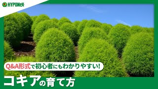 ☘126：コキアの育て方｜こんもりと丸く育てるには？水やりや肥料など日々の管理もご紹介 【PlantiaQampA】植物の情報、育て方をQampA形式でご紹介 [upl. by Schwenk]