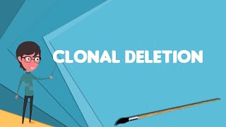 What is Clonal deletion Explain Clonal deletion Define Clonal deletion Meaning of Clonal deletion [upl. by Ahtekahs]