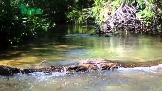 Biologia de Chironomidae  Insetos Aquáticos vol2 [upl. by Northey94]