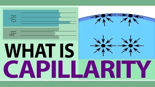 What is Capillarity  Define Capillary Action  Examples From Our Daily Life  Physics Concepts [upl. by Billen]