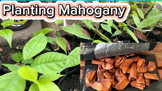 Planting Mahogany [upl. by Pals]