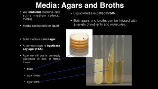 Lab Exercise 1 Introduction to Microbiology [upl. by Alleinad]