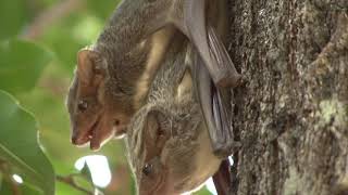 Mauritian Tomb Bats mating and squeaking on a tree trunk in daylight [upl. by Notnroht]