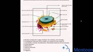 Components of a Cell Nucleus [upl. by Matty]