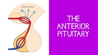 54 Endocrine The Anterior Pituitary [upl. by Teodoro]