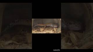 Chimichanga is not hungry cricket gecko leopardgecko tired symphony [upl. by Jeniece]