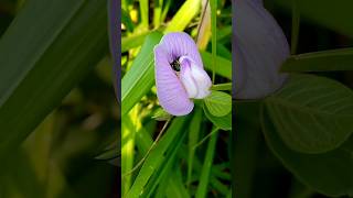 Small Carpenter bee Ceratina smaragdulacollecting pollen🌻🐝🌻 nature bee savebees [upl. by Oyam559]