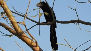 Smoothbilled ani near Pouso Alegre Lodge in northern Pantanal [upl. by Aetnahs]