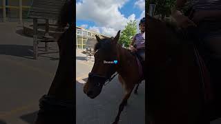 🐎💙Spreekbeurt met Desmo op school 💙🐎 [upl. by Luoar]