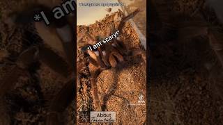 Tarantula attacking me🤨😡 arachnids spider tarantula insects spiders tarantulas nature [upl. by Norym]