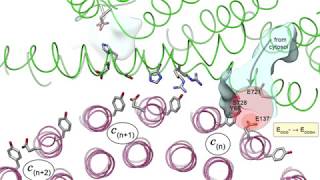 Proton transport through a v ATPase proton channel [upl. by Targett]