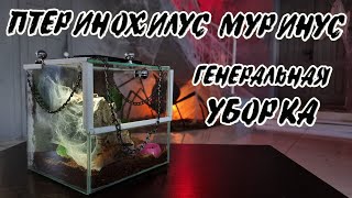 Пересадка МУРИНУСА Pterinochilus murinus и уборка террариума [upl. by Stroup645]