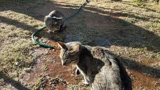 African Wildcats enjoying water play [upl. by Sheelagh]