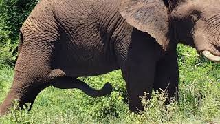 Elephant with five legs in Kruger National park south Africa [upl. by Ayana899]