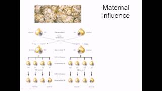 Maternal effect in gene expression [upl. by Llenrrad]