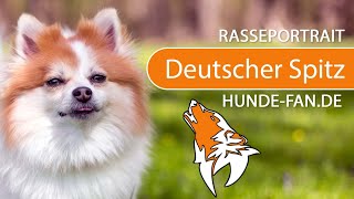 ► Deutscher Spitz 2019 Rasse Aussehen amp Charakter [upl. by Shepherd]