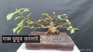 Working my mini Ficus Recemosa Bonsai  Joggo Dumur bonsai  যজ্ঞ ডুমুর বনসাই [upl. by Hannala]