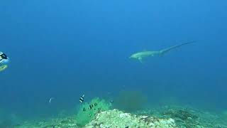 Philippines diving with malapascua shark at Kimud Shoal march 24 [upl. by Aical]