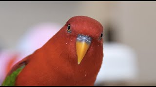 Red birb 4K 60fps wuewuewuewuewue [upl. by Scott]